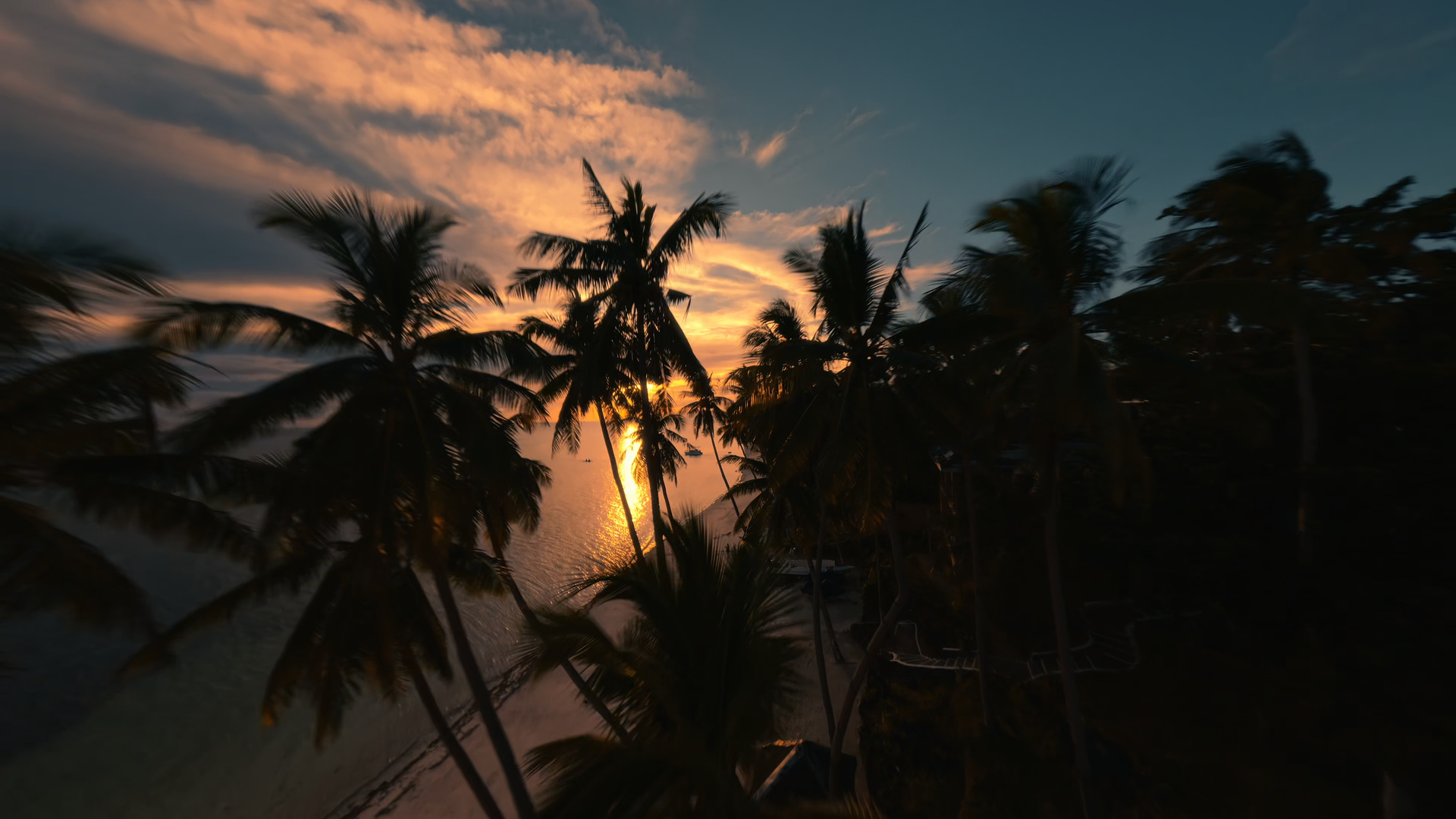 FPV flight through palm trees at sunset
